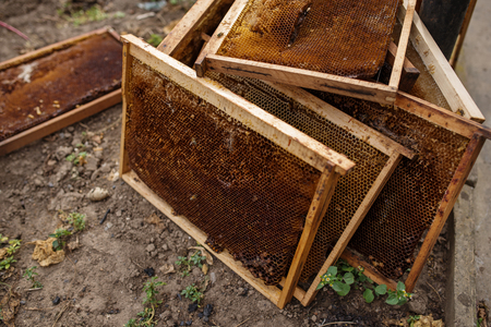 Beekeeper holding frame of honeycomb with bees.の写真素材