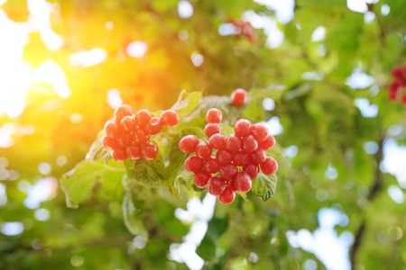 Closeup of bunches of red berries of a Guelder rose or Viburnum. Shrub on a sunny day at the end of the summer seasonの写真素材