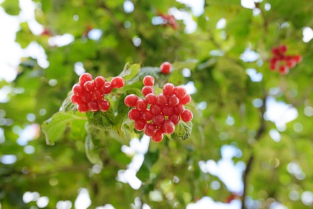 Closeup of bunches of red berries of a Guelder rose or Viburnum. Shrub on a sunny day at the end of the summer seasonの写真素材