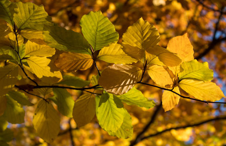01/10/2022 Bialystok Poland. Beech tree leaves in sunny autumn day.