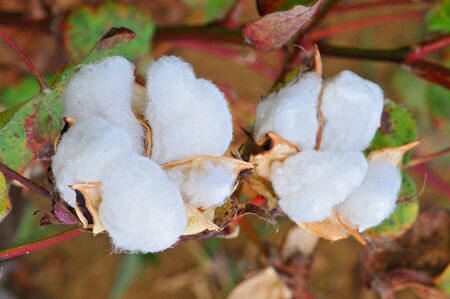 Cotton plant in the field, Southern China.の写真素材