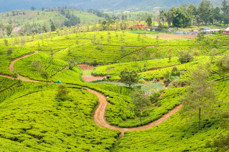 Hill country tea plantation in the Central Highlands near Nuwara Eliya, Sri Lanka, Asia.