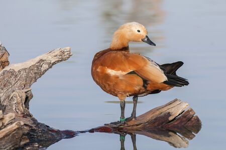 The ruddy shelduck (Tadorna ferruginea) swimming at an oasis lagoon Al Qudra Lakes in the desert in the United Arab Emirates in Arabia.の写真素材