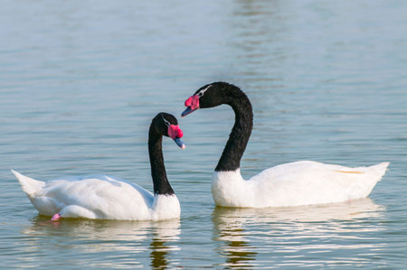 A black necked swans (Cygnus melancoryphus) swimming at an oasis lagoon Al Qudra Lakes in the desert in the United Arab Emirates in Arabia.の写真素材