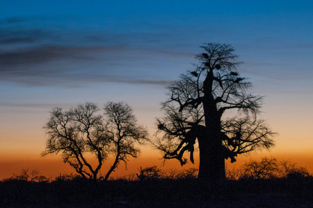 Baobab tree (Adansonia digitata) Makgadigadi Pans at Gweta in Botswana.
