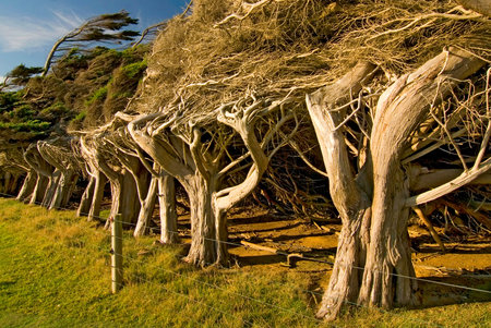 Windswept trees near Slope Point the southernmost point of the South Island, The Catlins New...