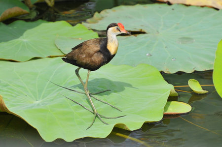 The comb crested jacana (Irediparra gallinacea), also known as the lotusbird or lilytrotter, Kakadu...