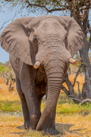 The African bush elephant (Loxodonta africana), also known as the African savanna elephant in the...