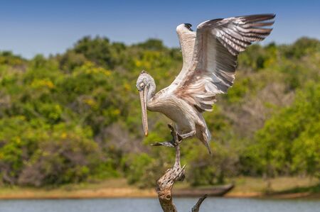 Spot billed pelican or grey pelican (Pelecanus philippensis), Yala national patk, Sri Lanka.の写真素材