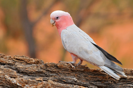 The galah (Eolophus roseicapilla), also known as the rose breasted cockatoo, galah cockatoo, roseate...
