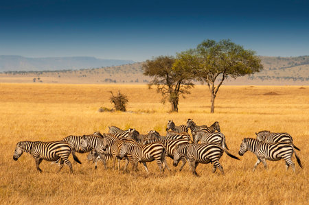 Herd of Plains Zebras in the Serengeti National Park, Tanzania. Plains zebra (Equus quagga, formerly Equus burchellii), also known as the common zebra or Burchell's zebra.の写真素材