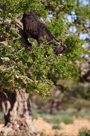Argan trees and the goat on the way in Morocco. Argan Oil is produced by using the seeds of the trees and the oil is used for cosmetics.の写真素材