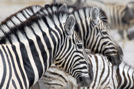Plains zebras (Equus burchelli) in Etosha National Park, Namibia.
