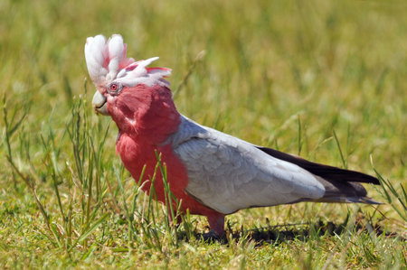 The galah (Eolophus roseicapilla), also known as the rose breasted cockatoo, galah cockatoo, roseate...