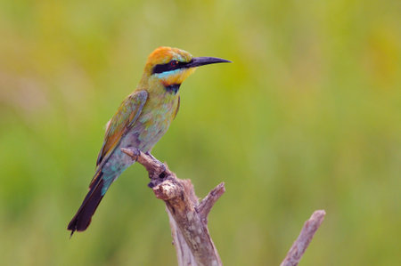 The rainbow bee eater (Merops ornatus) Australia, Kakadu National Park.