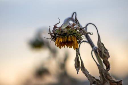 Drought with dry withered sunflowers in extreme heat periode with hot temperatures and no rainfall due to global warming causes crop shortfall with water shortage on agricultureの写真素材