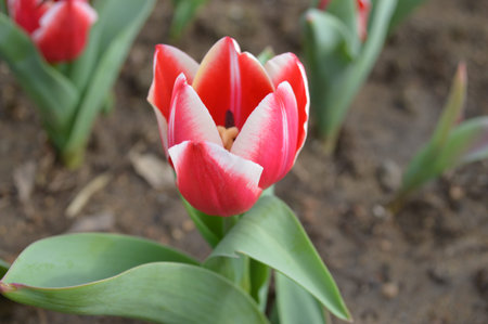 Blooming Tulip