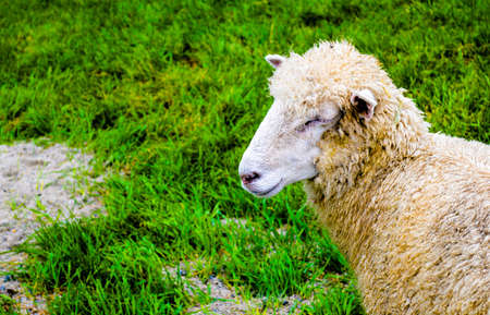 Little Sheep on the Fieldの写真素材