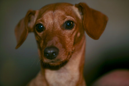 cute puppyの写真素材