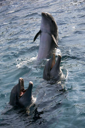 Dolfins playing in the oceanの写真素材