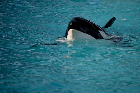 Killer whale, orcaの写真素材