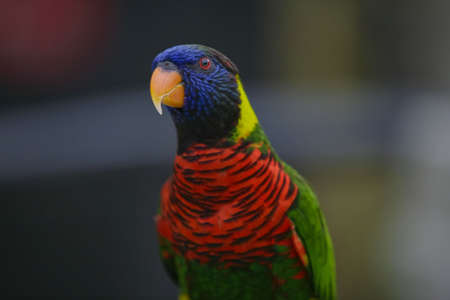 Colorful exotic Parotsの写真素材