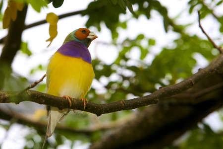 Colorful exotic Parotsの写真素材