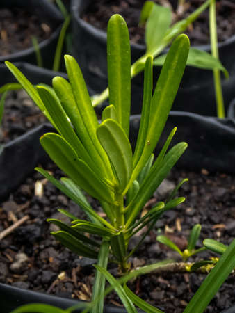 green leafy plant in polybagの写真素材