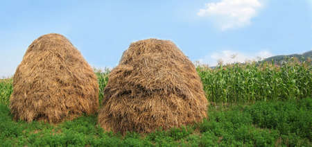 Two hayracks on alfalfa fieldの写真素材