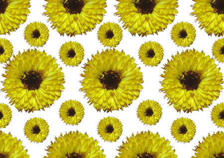 Yellow flower backgroundの写真素材