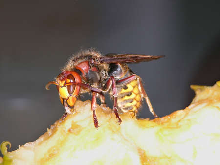 Feeding waspの写真素材