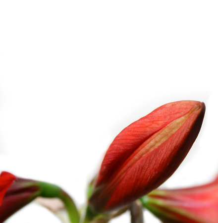Red Amaryllis isolated on white usable as backgroundの写真素材