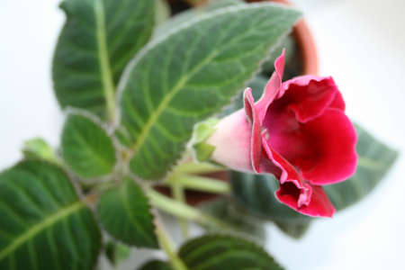 Red flower in pot with DOFの写真素材