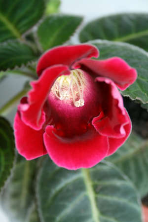 Red flower in pot with DOFの写真素材