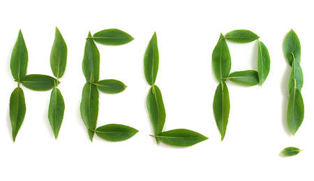 Help word made by leaves isolated on whiteの写真素材