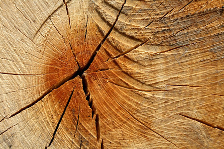 Wood texture - section through a beech