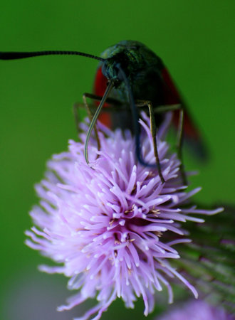 Flower and butterflyの写真素材
