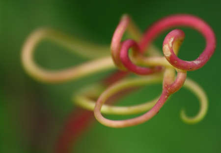 Tendril in close viewの写真素材