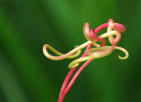 Tendril in close viewの写真素材