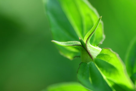 Little green bud of a plant in close viewの写真素材