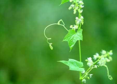Green sprout with white flowers in nature - with copyspaceの写真素材