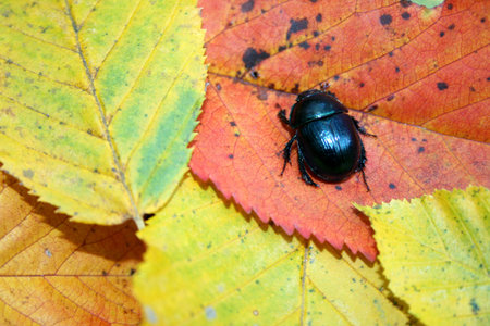 Black bug on colorful leaves - autumn background