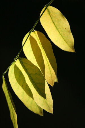 Acacia leaves in close view over dark background