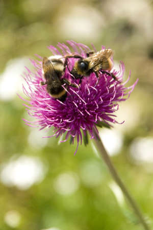 Wild bees on a flower in a sunny dayの写真素材