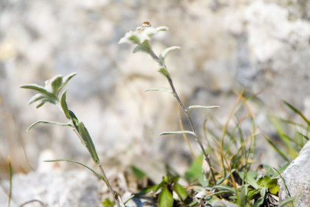 Beautiful edelweiss ona a mountain in a sunny dayの写真素材