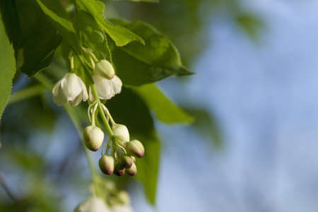 White flower buds in a tree  with green fresh leavesの写真素材