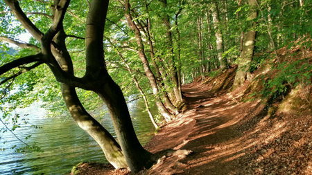 Path in a forest near a lakeの素材