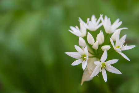 Close view of a wild garlic flower