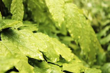 Leaves of Wisteria in rainの写真素材