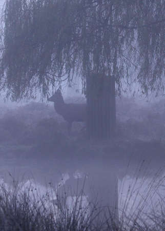 Reflections の写真素材